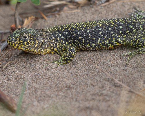 Liolaemus escarchadosi