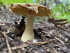 Amanita ochrophylloides