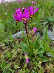 Primula pauciflora