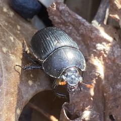 Geotrupidae