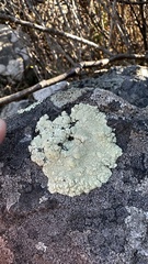 Protoparmeliopsis pinguis
