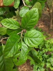 Ehretia laevis