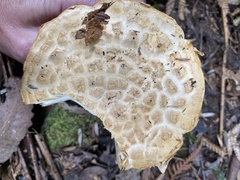 Amanita ochrophylloides