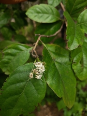 Ehretia laevis