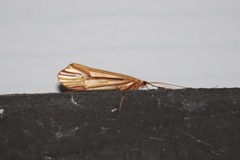 Psychoglypha