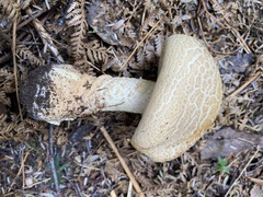 Amanita ochrophylloides