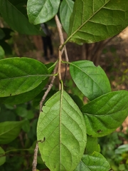 Ehretia laevis