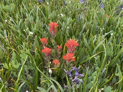 Castilleja hispida