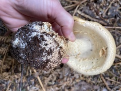 Amanita ochrophylloides