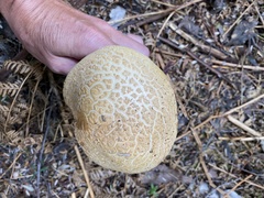 Amanita ochrophylloides