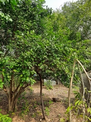 Ehretia laevis