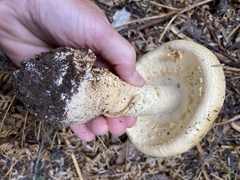 Amanita ochrophylloides