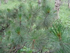 Pinus pumila