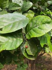 Ehretia laevis