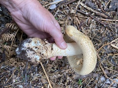 Amanita ochrophylloides