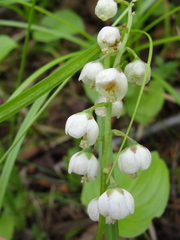 Pyrola media