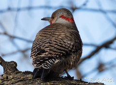 Colaptes auratus luteus × cafer