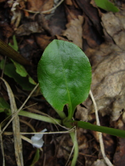 Pyrola media