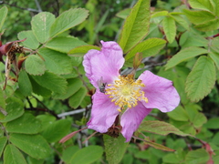 Rosa amblyotis