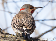 Colaptes auratus luteus × cafer