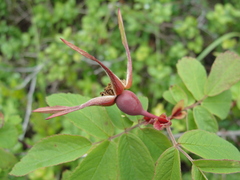 Rosa amblyotis