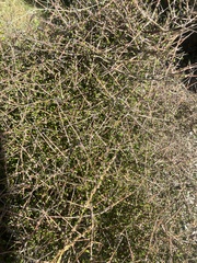 Coprosma propinqua
