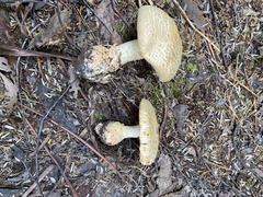 Amanita ochrophylloides