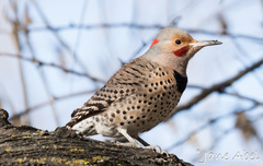 Colaptes auratus luteus × cafer