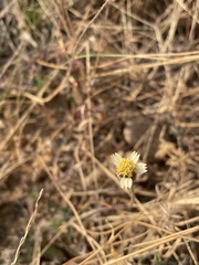 Tridax procumbens