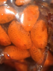 Ascidian photo 5