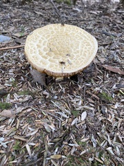 Amanita ochrophylloides
