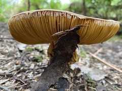 Amanita ochrophylloides