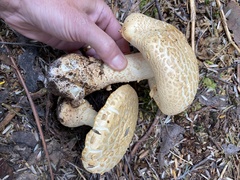 Amanita ochrophylloides