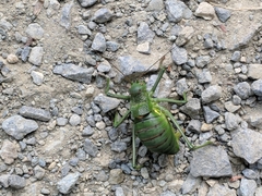 Callicrania ramburii