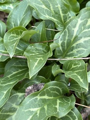 Arum italicum