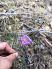 Sidalcea