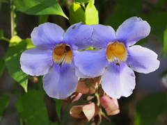 Thunbergia grandiflora