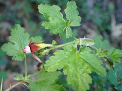 Ribes amarum