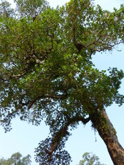 Calophyllum apetalum