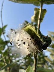Calotropis