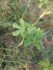 Abelmoschus esculentus