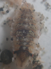 Synidotea ritteri