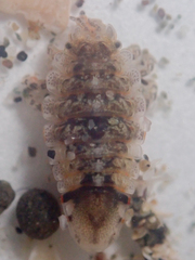 Synidotea ritteri