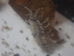 Synidotea pettiboneae