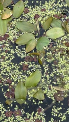 Potamogeton cheesemanii