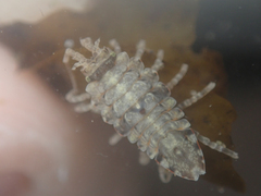 Synidotea pettiboneae