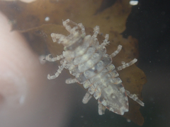 Synidotea pettiboneae