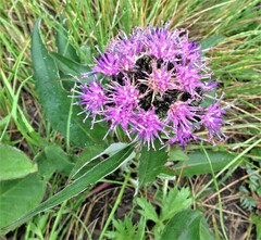 Saussurea pseudotilesii