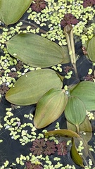 Potamogeton cheesemanii
