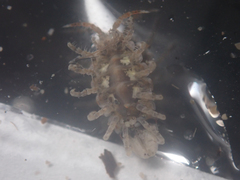 Synidotea pettiboneae